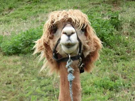 Zirben Troadkasten *